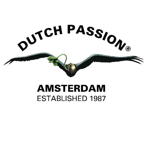 Dutch Passion - MirageSeeds