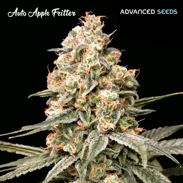 Apple Fritter Auto