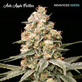 Apple Fritter Auto