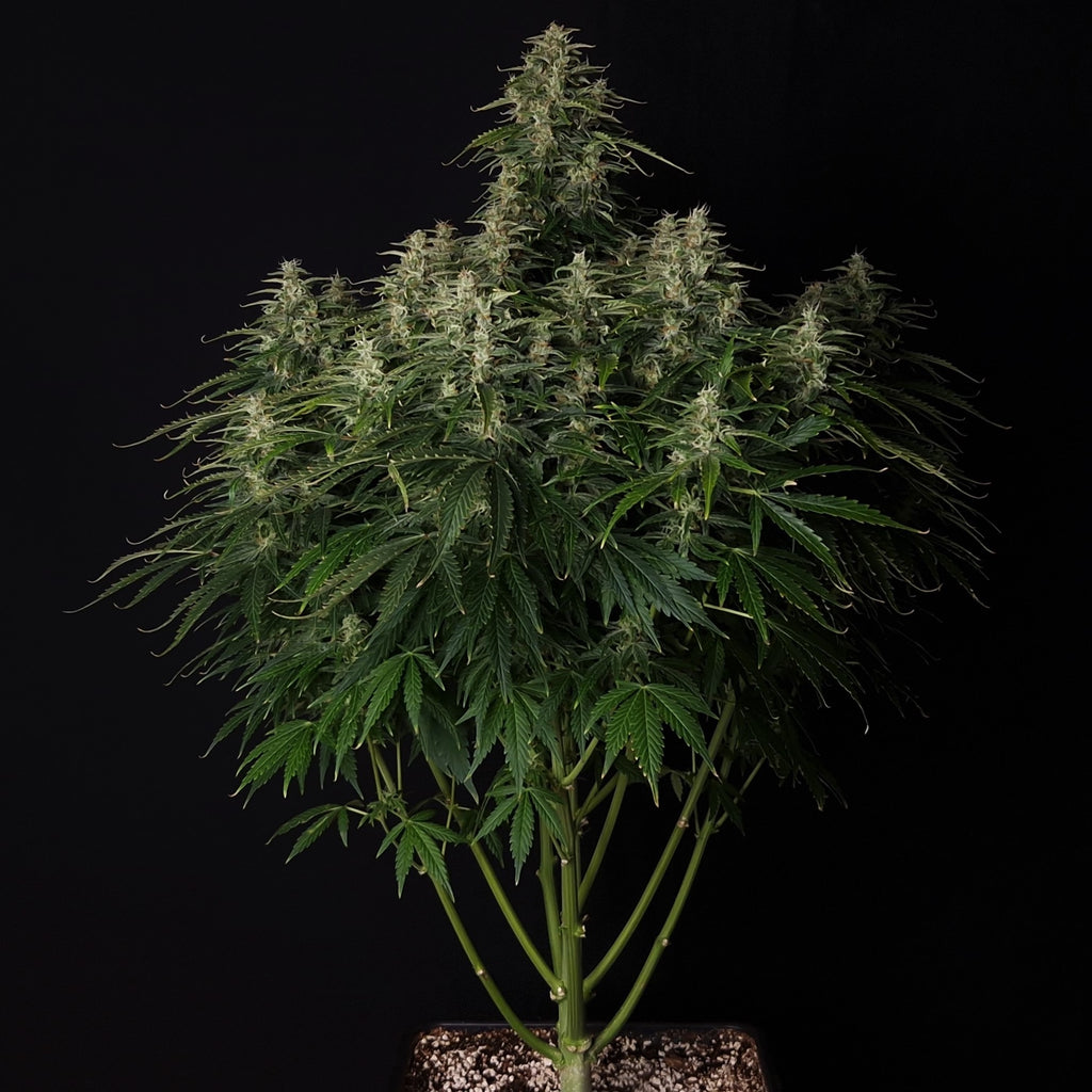 Doctor’s Choice #1 Auto