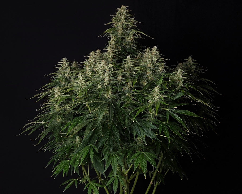 Doctor’s Choice #1 Auto