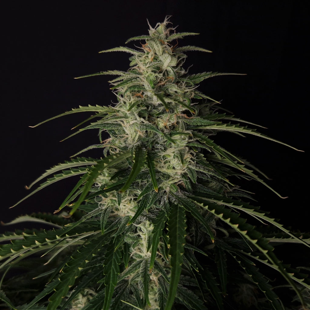 Doctor’s Choice #1 Auto