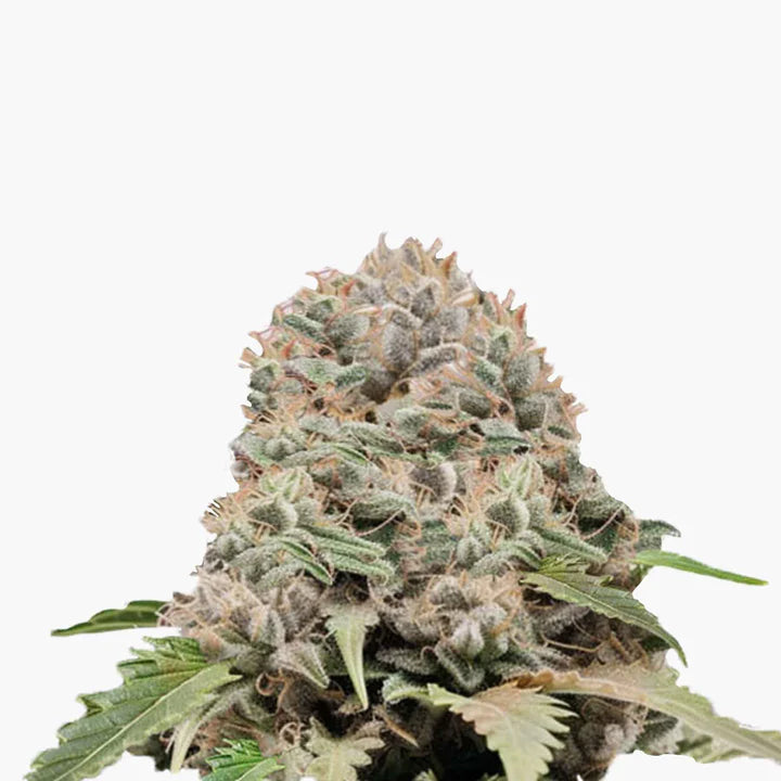 Hellfire OG BudVoyage