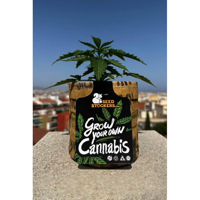 All - inclusive Starterkit mit Samen - MirageSeedsSeedstockersAll - inclusive Starterkit mit SamenCannabissamen