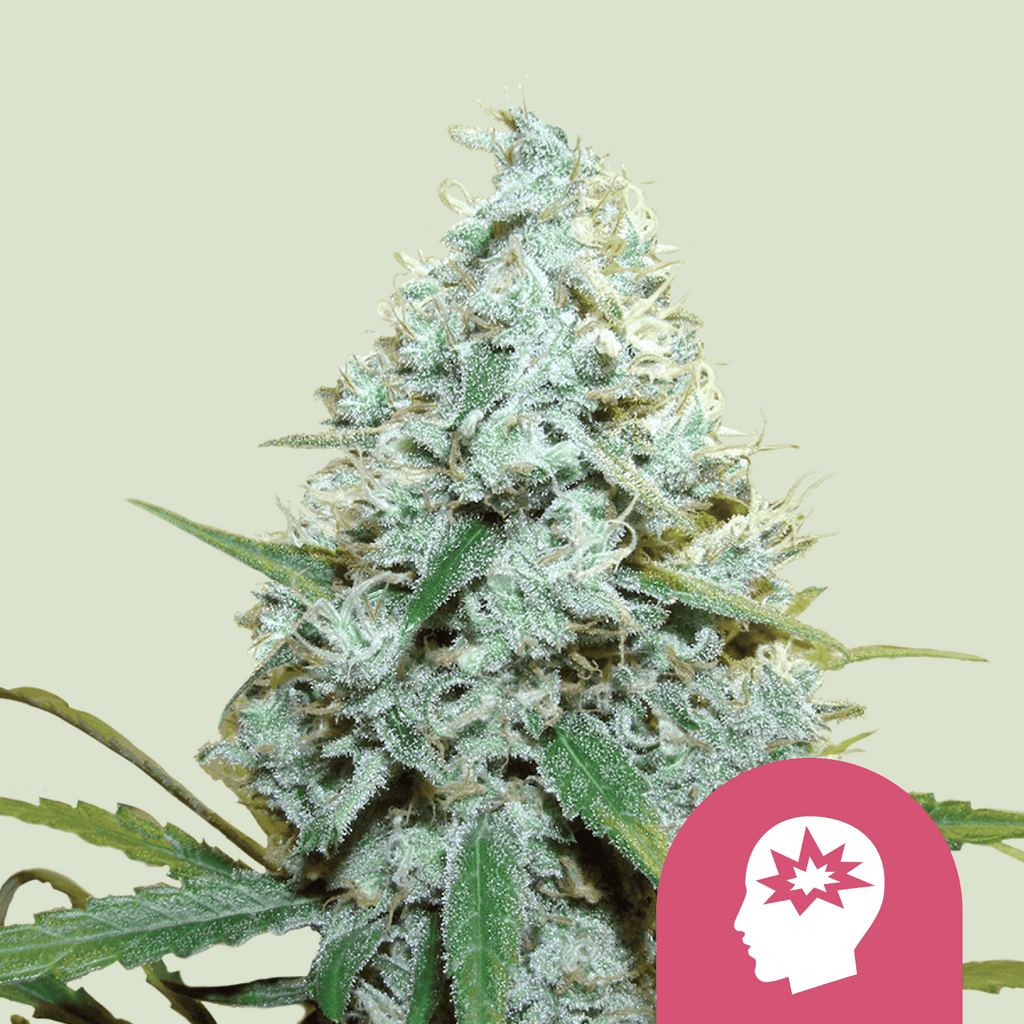 AMG (Amnesia Mac Ganja) - MirageSeedsRoyal Queen SeedsAMG (Amnesia Mac Ganja)Cannabissamen