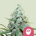 AMG (Amnesia Mac Ganja) - MirageSeedsRoyal Queen SeedsAMG (Amnesia Mac Ganja)Cannabissamen