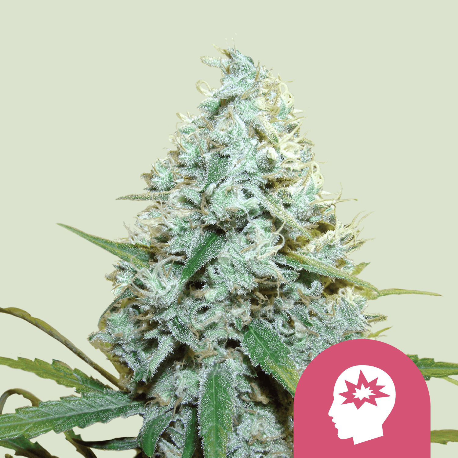 AMG (Amnesia Mac Ganja) - MirageSeedsRoyal Queen SeedsAMG (Amnesia Mac Ganja)Cannabissamen