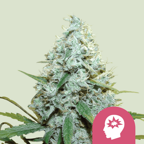AMG (Amnesia Mac Ganja) - MirageSeedsRoyal Queen SeedsAMG (Amnesia Mac Ganja)Cannabissamen