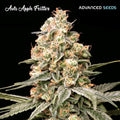 Apple Fritter Auto - MirageSeedsAdvanced SeedsApple Fritter AutoCannabissamen