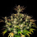 Apple Strudel Auto - MirageSeeds420 FastbudsApple Strudel AutoCannabissamen