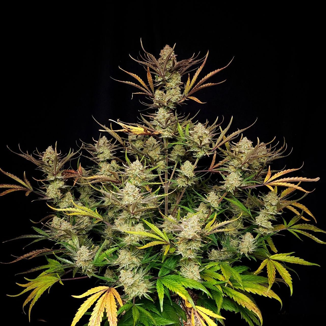 Apple Strudel Auto - MirageSeeds420 FastbudsApple Strudel AutoCannabissamen