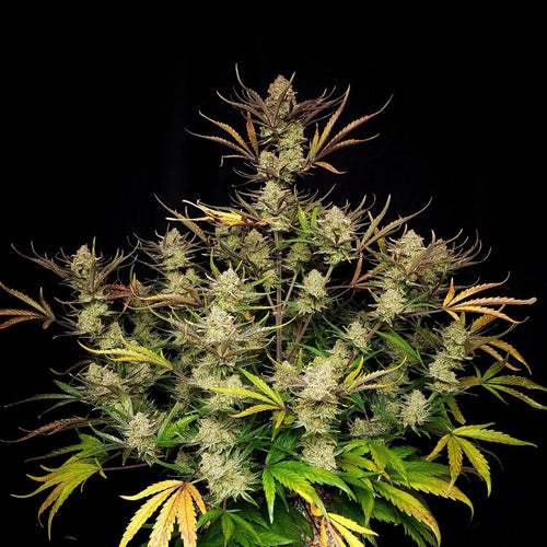 Apple Strudel Auto - MirageSeeds420 FastbudsApple Strudel AutoCannabissamen