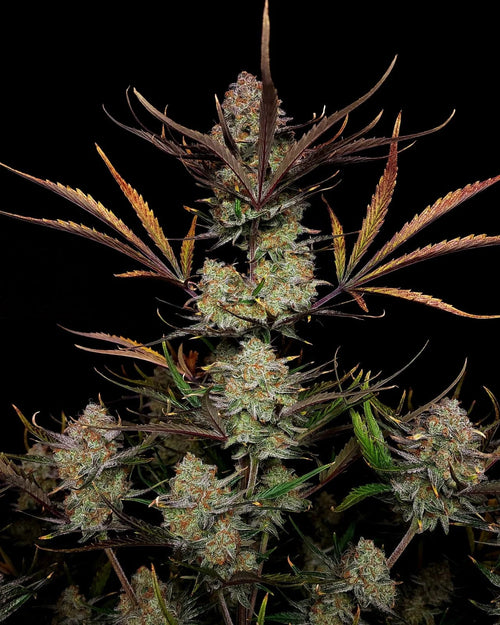 Apple Strudel Auto - MirageSeeds420 FastbudsApple Strudel AutoCannabissamen