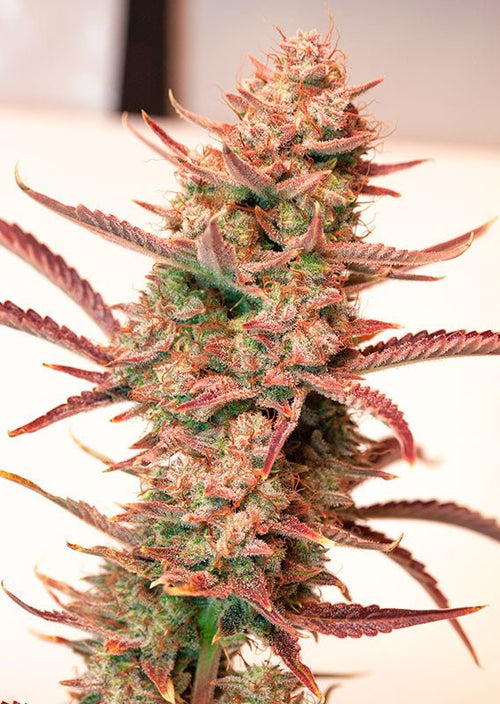 Auto Banana Blaze - MirageSeedsDutch PassionAuto Banana BlazeCannabissamen