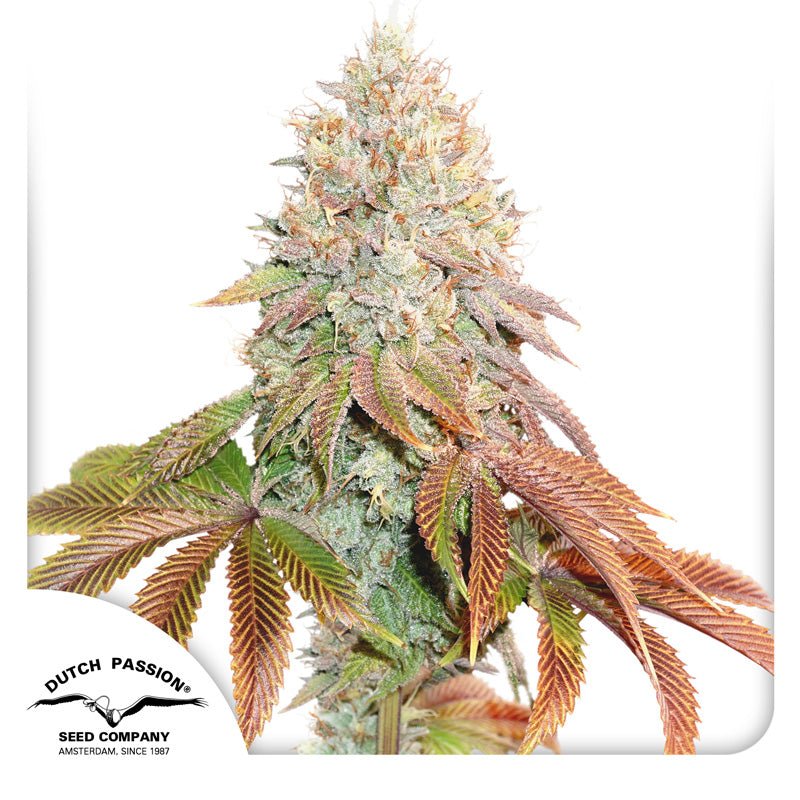 Auto Banana Blaze - MirageSeedsDutch PassionAuto Banana BlazeCannabissamen