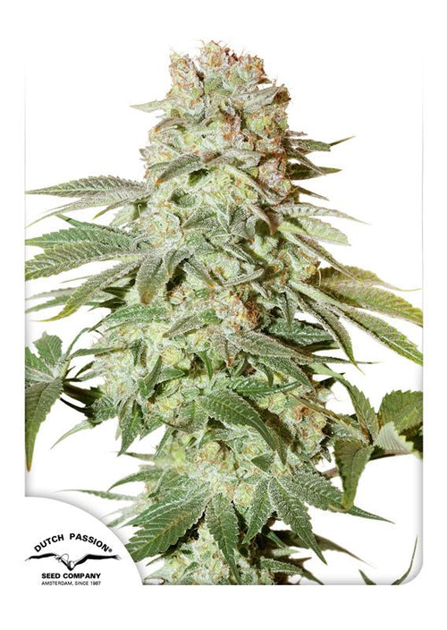 Auto Power Plant - MirageSeedsDutch PassionAuto Power PlantCannabissamen