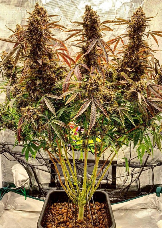 Auto Power Plant - MirageSeedsDutch PassionAuto Power PlantCannabissamen