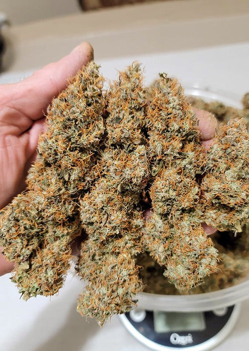 Auto Power Plant - MirageSeedsDutch PassionAuto Power PlantCannabissamen