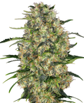 Black Domina BudVoyage - MirageSeedsBud VoyageBlack Domina BudVoyageCannabissamen