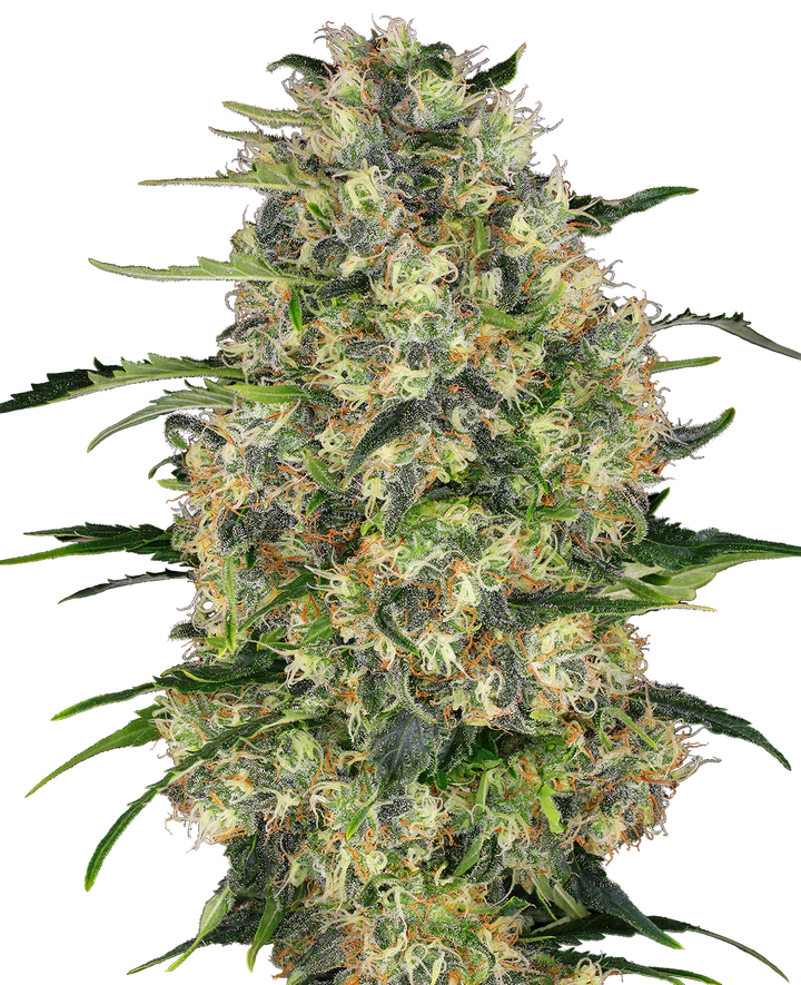 Black Domina BudVoyage - MirageSeedsBud VoyageBlack Domina BudVoyageCannabissamen