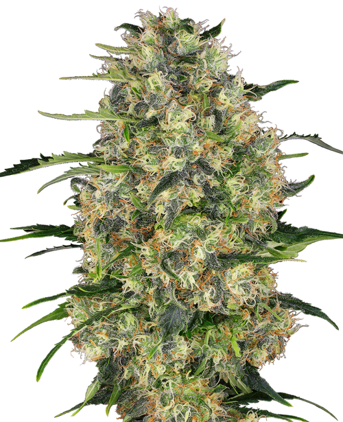 Black Domina BudVoyage - MirageSeedsBud VoyageBlack Domina BudVoyageCannabissamen