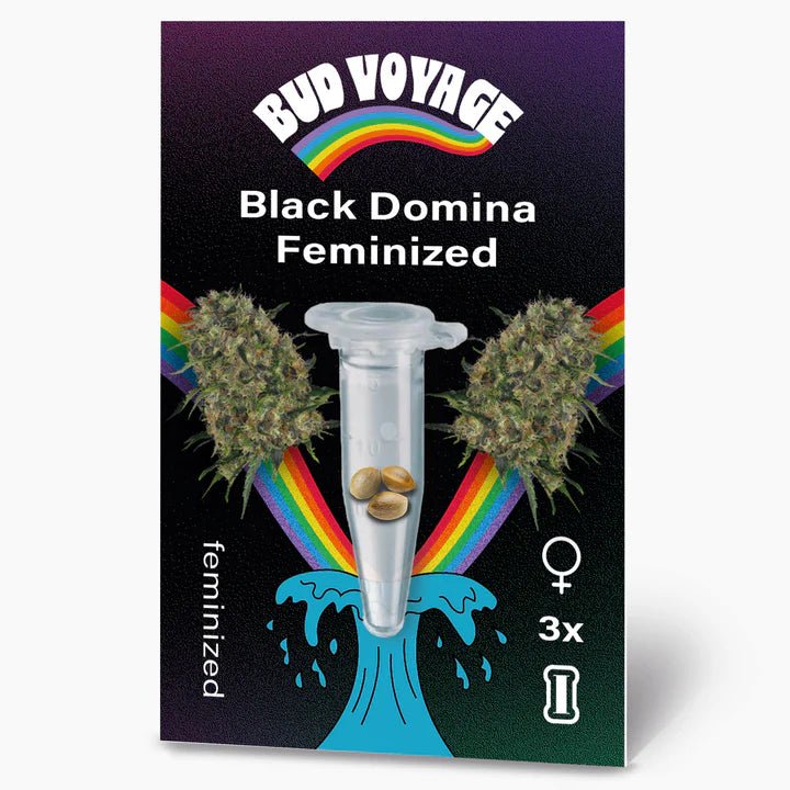 Black Domina BudVoyage - MirageSeedsBud VoyageBlack Domina BudVoyageCannabissamen