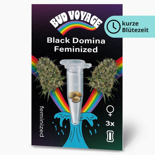 Black Domina BudVoyage - MirageSeedsBud VoyageBlack Domina BudVoyageCannabissamen