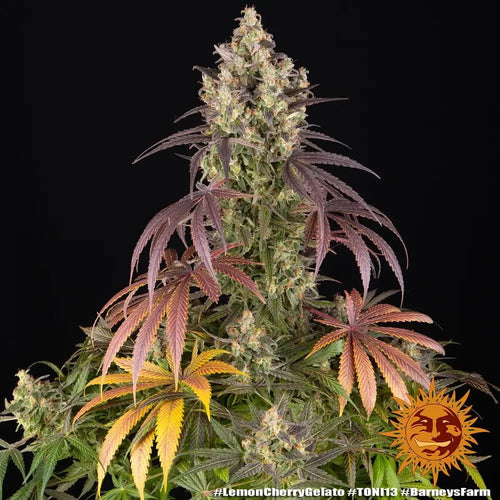 Blue Dream - MirageSeedsBarneys FarmBlue DreamCannabissamen