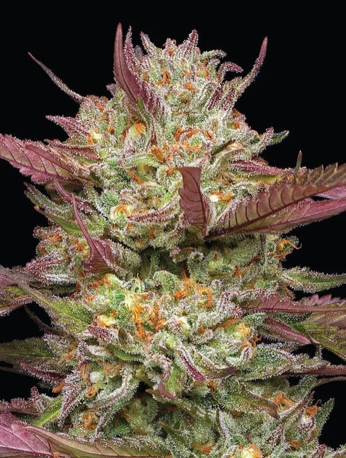 Blueberry Pancakes - MirageSeedsHumboldt SeedsBlueberry PancakesCannabissamen