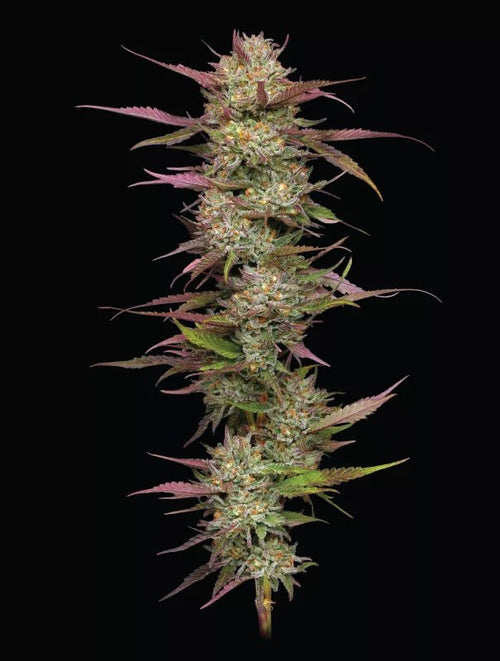 Blueberry Pancakes - MirageSeedsHumboldt SeedsBlueberry PancakesCannabissamen