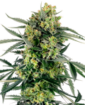 Blueberry Zkittlez Auto - MirageSeedsSensi SeedsBlueberry Zkittlez AutoCannabissamen