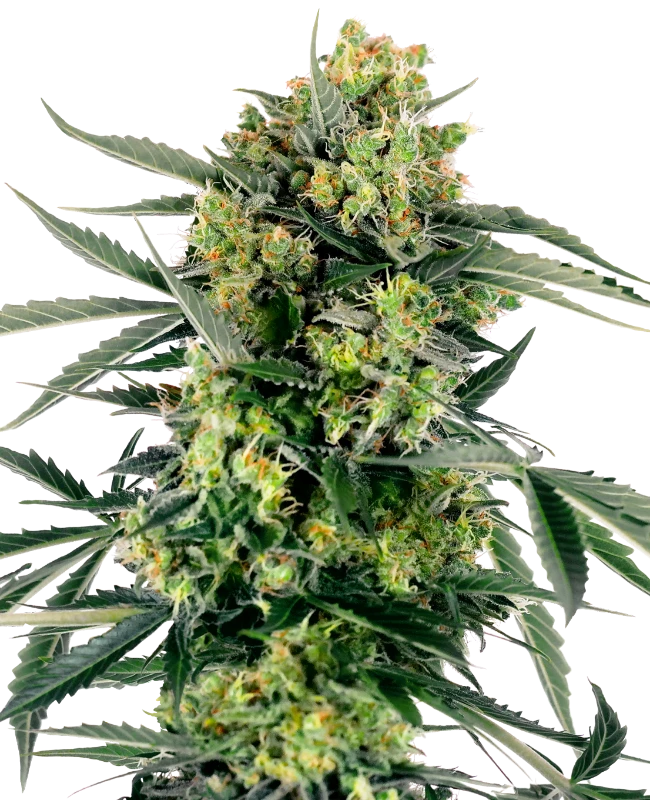 Blueberry Zkittlez Auto - MirageSeedsSensi SeedsBlueberry Zkittlez AutoCannabissamen