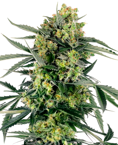 Blueberry Zkittlez Auto - MirageSeedsSensi SeedsBlueberry Zkittlez AutoCannabissamen