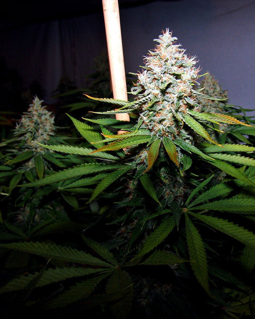 Buddha´s Sister - MirageSeedsSoma SeedsBuddha´s SisterCannabissamen