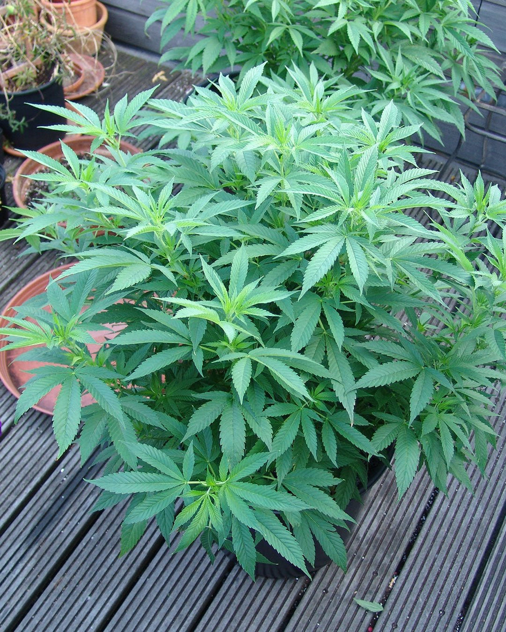 Buddha´s Sister - MirageSeedsSoma SeedsBuddha´s SisterCannabissamen