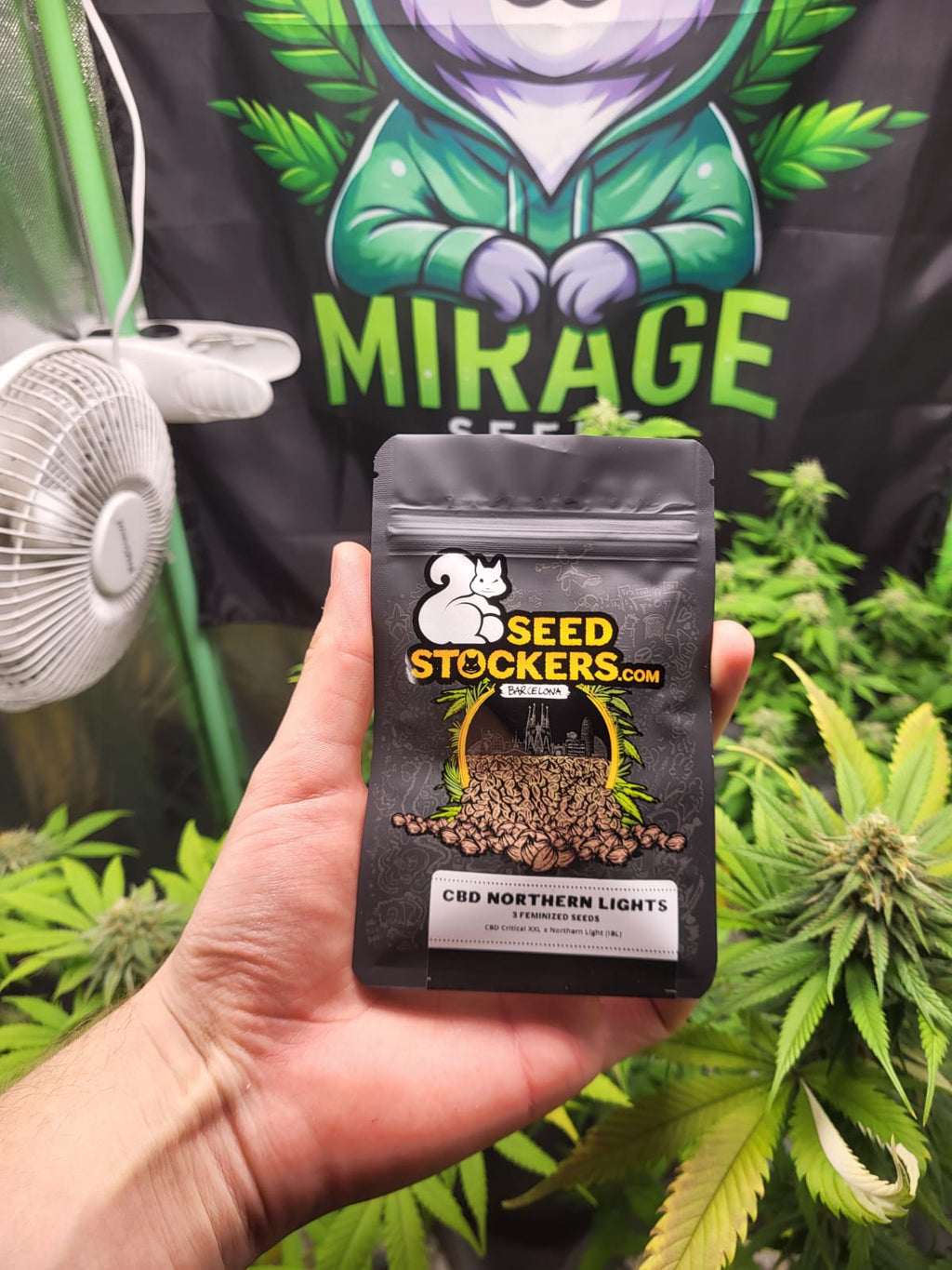 CBD Northern Lights - MirageSeedsSeedstockersCBD Northern LightsCannabissamen