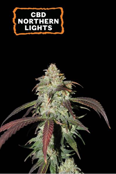CBD Northern Lights - MirageSeedsSeedstockersCBD Northern LightsCannabissamen