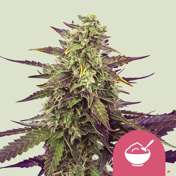 Cereal Milk - MirageSeedsRoyal Queen SeedsCereal MilkCannabissamen
