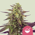 Cereal Milk - MirageSeedsRoyal Queen SeedsCereal MilkCannabissamen