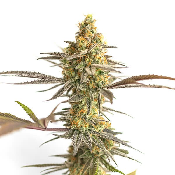 Cereal Milk - MirageSeedsRoyal Queen SeedsCereal MilkCannabissamen