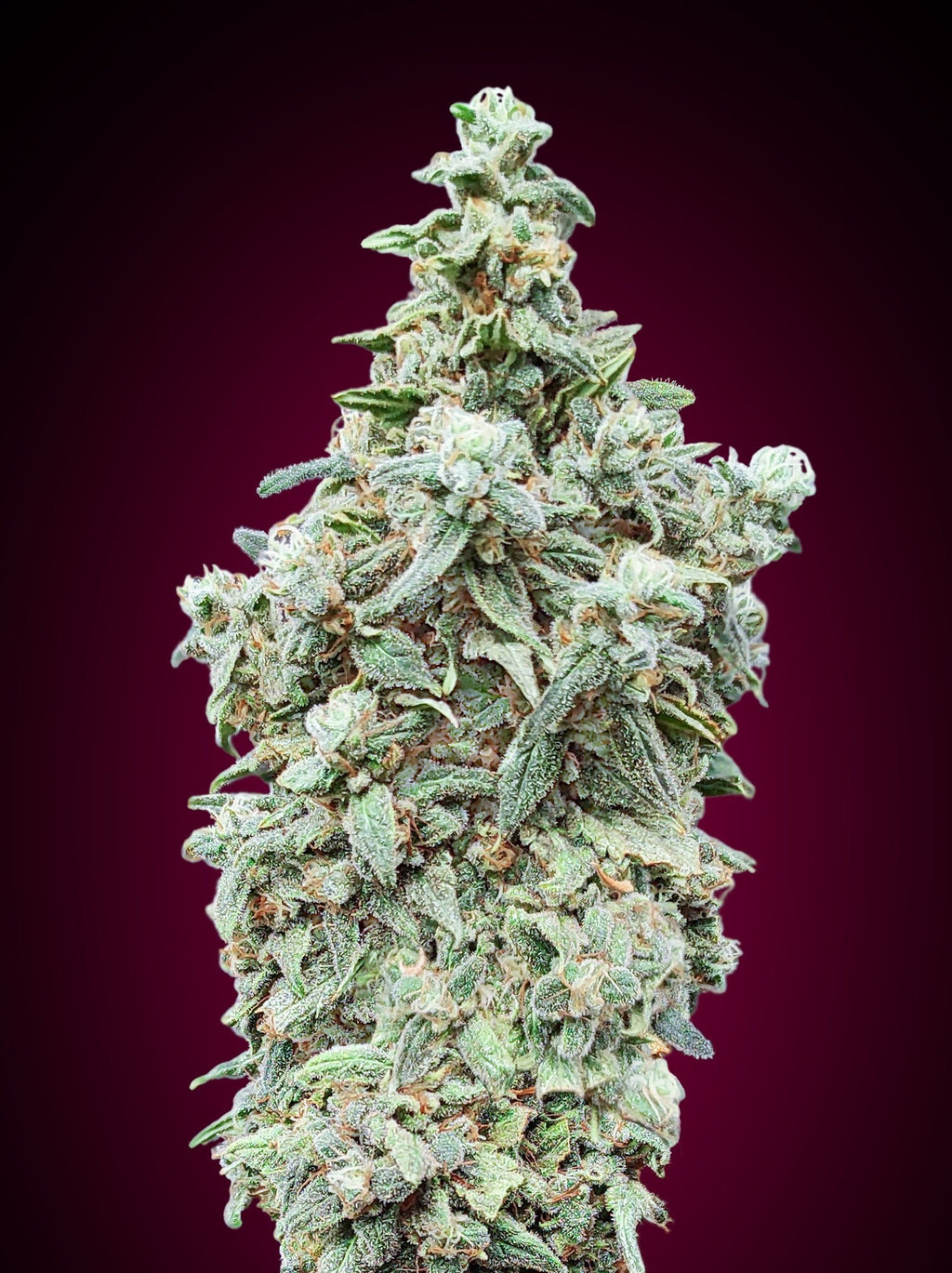 Cherry Pie - MirageSeedsAdvanced SeedsCherry PieCannabissamen