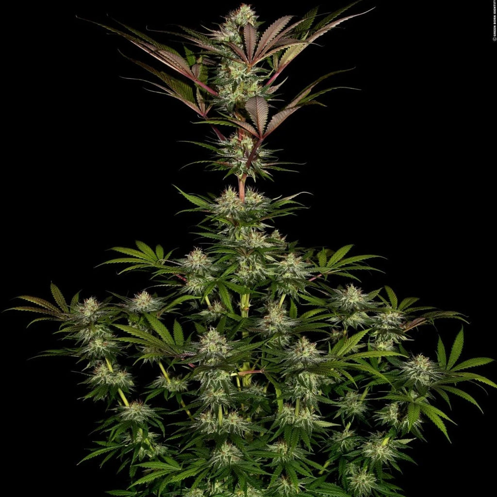Chocolate Waffelz - MirageSeedsParadise SeedsChocolate WaffelzCannabissamen