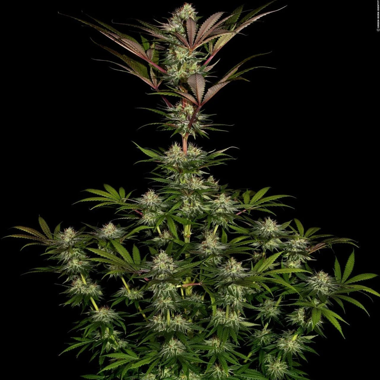 Chocolate Waffelz - MirageSeedsParadise SeedsChocolate WaffelzCannabissamen