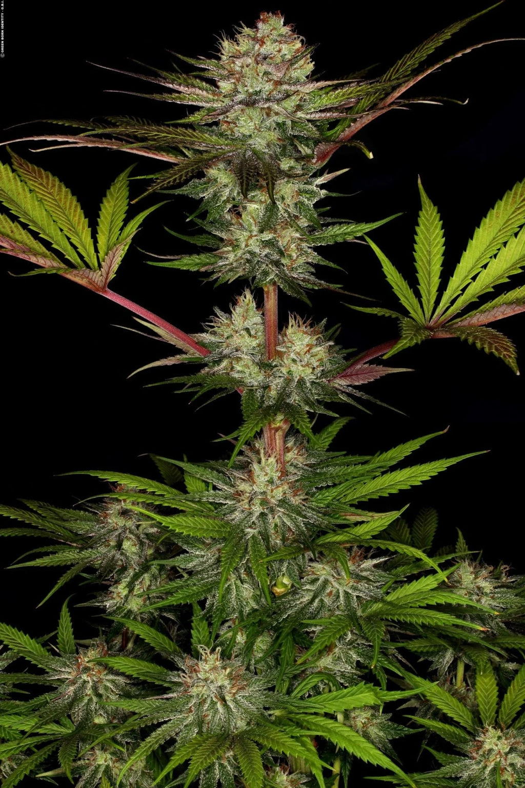 Chocolate Waffelz - MirageSeedsParadise SeedsChocolate WaffelzCannabissamen