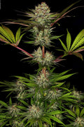 Chocolate Waffelz - MirageSeedsParadise SeedsChocolate WaffelzCannabissamen