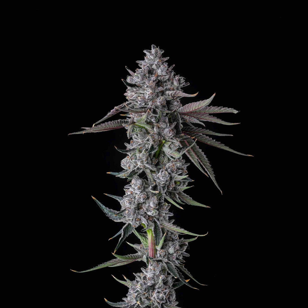Chrome Dome - Eye Candy Collection - MirageSeedsCompound GeneticsChrome Dome - Eye Candy CollectionCannabissamen