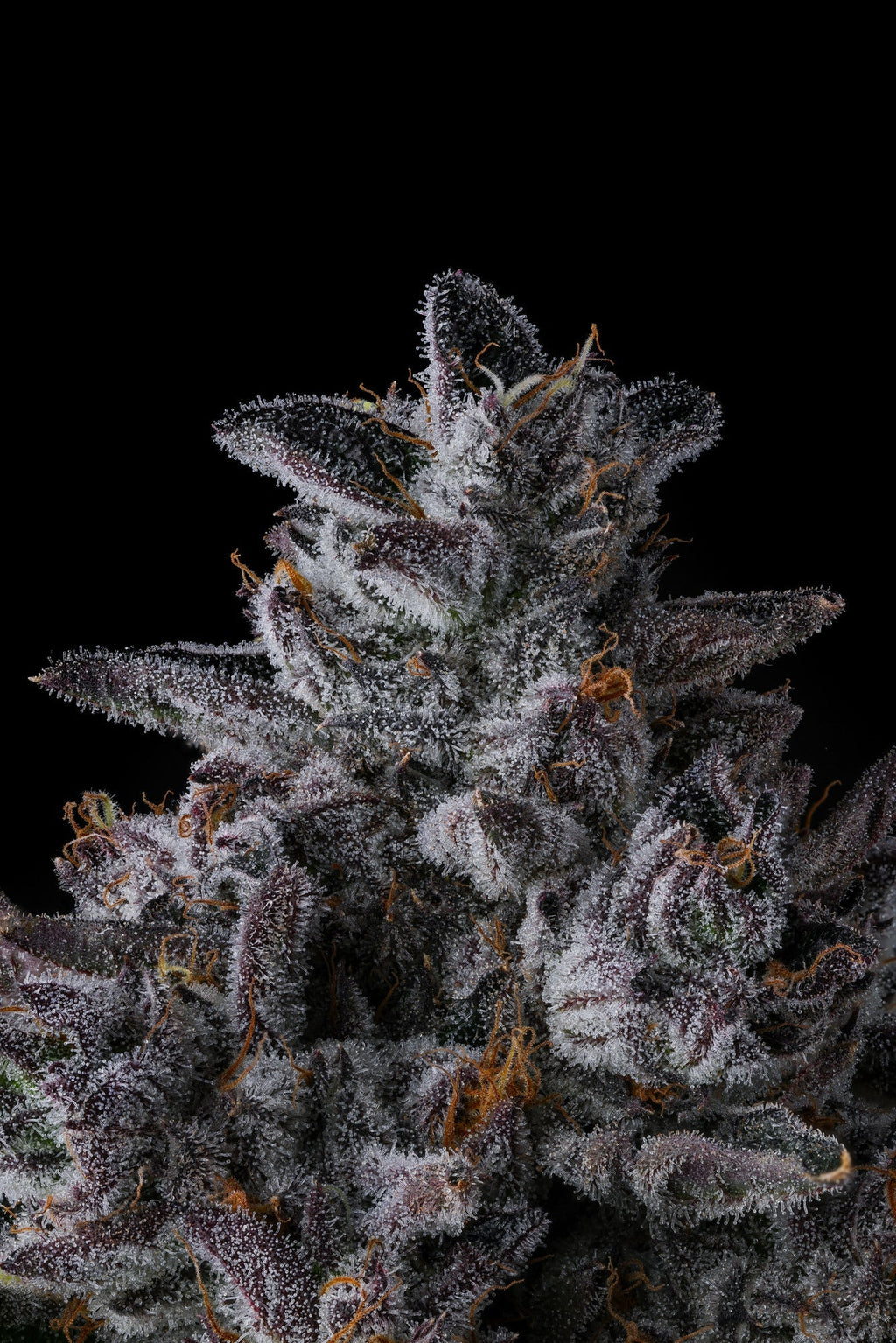 Chrome Dome - Eye Candy Collection - MirageSeedsCompound GeneticsChrome Dome - Eye Candy CollectionCannabissamen