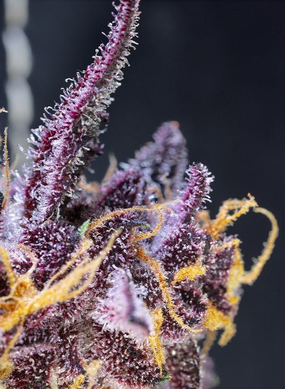 Diablo Rojo XL Auto - MirageSeedsSweet SeedsDiablo Rojo XL AutoCannabissamen