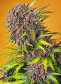 Diablo Rojo XL Auto - MirageSeedsSweet SeedsDiablo Rojo XL AutoCannabissamen