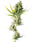 Durban - MirageSeedsSensi SeedsDurbanCannabissamen